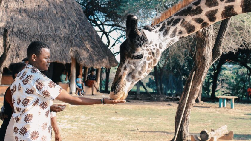 person feeding giraffe