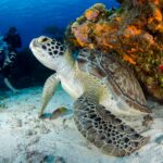 brown and black turtle on seabed