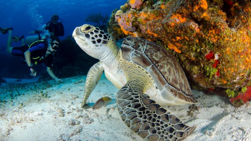 brown and black turtle on seabed